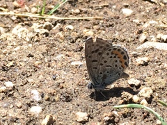 Euphilotes battoides