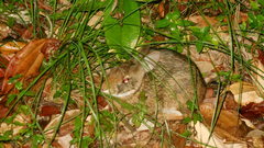 Sylvilagus gabbi