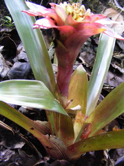 Guzmania lingulata