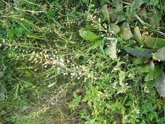 Capsella bursa-pastoris