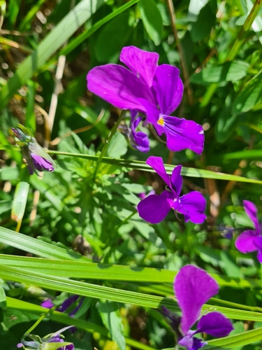 Image of Viola dacica by (c) Jacek Pietruszewski, some rights reserved (CC BY)