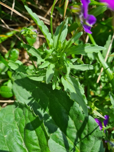 Image of Viola dacica by (c) Jacek Pietruszewski, some rights reserved (CC BY)