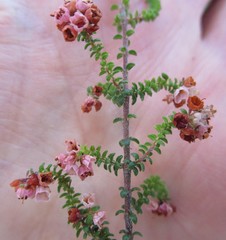 Erica brachycentra