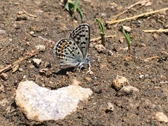 Euphilotes battoides