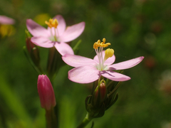 Centaurium erythraea erythraea