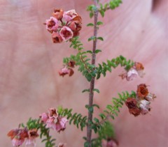 Erica brachycentra