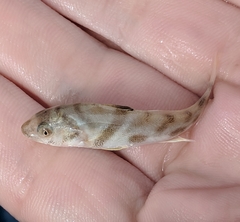 Menticirrhus saxatilis