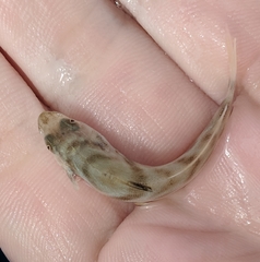 Menticirrhus saxatilis