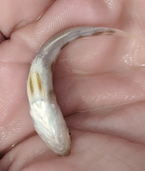 Menticirrhus saxatilis