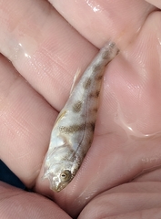 Menticirrhus saxatilis