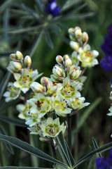 Anticlea elegans elegans