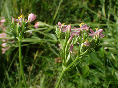 Centaurium erythraea erythraea