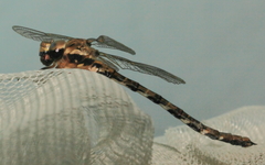 Acanthaeschna victoria