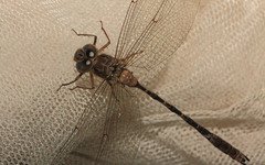 Acanthaeschna victoria