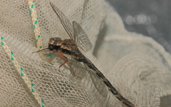 Acanthaeschna victoria