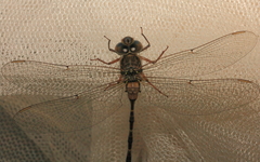 Acanthaeschna victoria