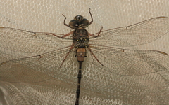 Acanthaeschna victoria