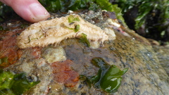 Eupentacta quinquesemita