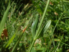 Centaurium erythraea erythraea