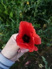 Papaver