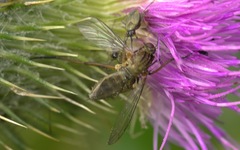 Empis livida