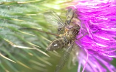 Empis livida
