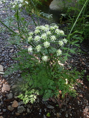 Oenanthe crocata