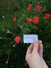 Papaver