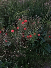 Papaver