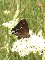 Callophrys spinetorum