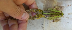 Pelophylax lessonae