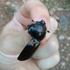 Lucanus barbarossa