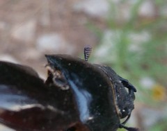 Lucanus barbarossa