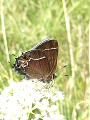 Callophrys spinetorum