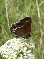 Callophrys spinetorum