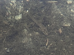 Barbatula barbatula