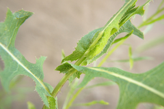Lactuca serriola