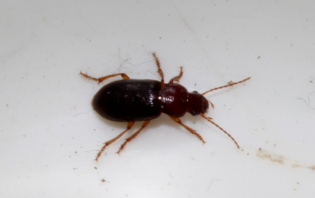 Ophonus rupicola