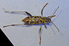 Neoclytus scutellaris