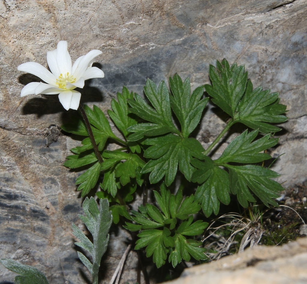 Monte Baldo anemone