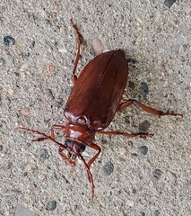 Prionus besikanus