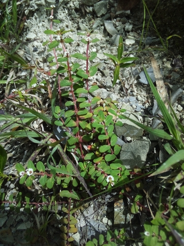Euphorbia adenoptera ssp. adenoptera