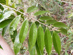 Xylopia