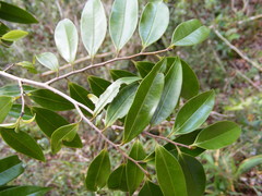 Xylopia