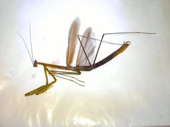 Thespis major
