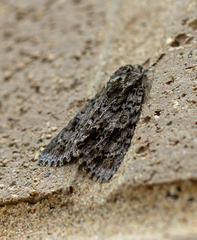 Acronicta impressa