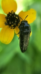 Acmaeodera impluviata