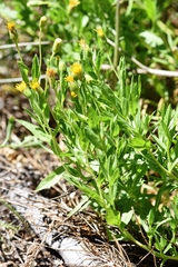 Heterotheca oregona