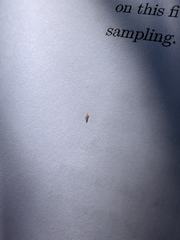 Arthropoda
