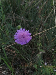 Knautia arvensis